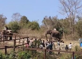 ಮೈಸೂರು | ವೃದ್ಧನ ಬ*ಲಿ ಪಡೆದಿದ್ದ ದೃಷ್ಟಿಹೀನ ಒಂಟಿ ಸಲಗ ಸೆರೆ
