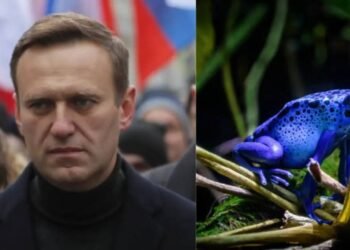 ಅಲೆಕ್ಸಿ ನವಾಲ್ನಿ ಸಾವಿಗೆ ಕಾರಣವಾಯ್ತಾ ‘ಕಪ್ಪೆ ವಿಷ’? ರಷ್ಯಾ ವಿರುದ್ಧ ಐರೋಪ್ಯ ರಾಷ್ಟ್ರಗಳ ಗಂಭೀರ ಆರೋಪ!