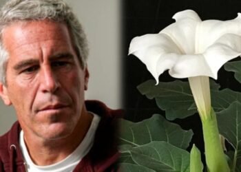 ಎಪ್ಸ್ಟೀನ್‌ ಫೈಲ್ಸ್‌ನಲ್ಲಿ ಬಯಲಾಯ್ತು ‘ಜಾಂಬಿ’ ಸಸ್ಯದ ರಹಸ್ಯ | ಹಿಂದೂ ಪುರಾಣಗಳಲ್ಲೂ ಇದೆ ಇದರ ಉಲ್ಲೇಖ