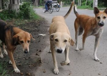 2030ರ ವಿಶ್ವಕಪ್ ಸಿದ್ಧತೆಗಾಗಿ ಬೀದಿ ನಾಯಿಗಳ ಮಾರಣಹೋಮ | ಜಾಗತಿಕ ಮಟ್ಟದಲ್ಲಿ ಮೊರಾಕ್ಕೊ ವಿರುದ್ಧ ಆಕ್ರೋಶ