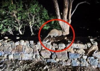 ಮಲೆ ಮಹದೇಶ್ವರ ಬೆಟ್ಟದ ತಿರುವಿನಲ್ಲಿ ಮತ್ತೆ ಚಿರತೆ ಪ್ರತ್ಯಕ್ಷ