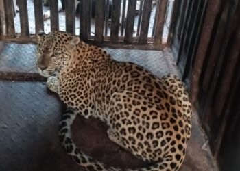 ಚಾ.ನಗರದಲ್ಲಿ ಬೋನಿಗೆ ಬಿದ್ಧ ಚಿರತೆ | ನಿಟ್ಟುಸಿರು ಬಿಟ್ಟ ಗ್ರಾಮಸ್ಥರು