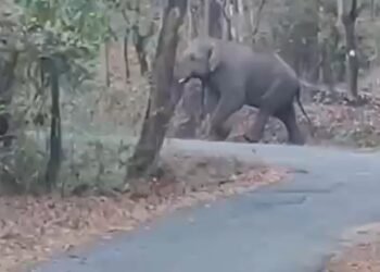 ಚಿಕ್ಕಮಗಳೂರಲ್ಲಿ ಹೆಚ್ಚಾದ ಕಾಡಾನೆ ರೌಂಡ್ಸ್‌ | ಭಯಭೀತರಾದ ಸ್ಥಳೀಯರು!