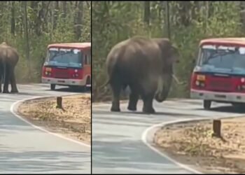 ರಸ್ತೆ ಮಧ್ಯೆ ಸಾರಿಗೆ ಬಸ್​​ಗಳನ್ನು ಅಡ್ಡಗಟ್ಟಿದ ಒಂಟಿ ಸಲಗ.. ವಿಡಿಯೋ ವೈರಲ್‌!