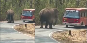 ರಸ್ತೆ ಮಧ್ಯೆ ಸಾರಿಗೆ ಬಸ್​​ಗಳನ್ನು ಅಡ್ಡಗಟ್ಟಿದ ಒಂಟಿ ಸಲಗ.. ವಿಡಿಯೋ ವೈರಲ್‌!