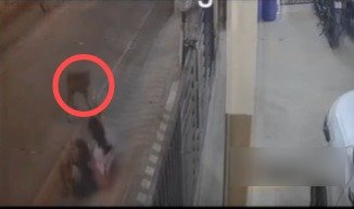 ಬೆಂಗಳೂರಲ್ಲಿ ಬೀದಿ ನಾಯಿ ಅಟ್ಟಹಾಸ | ಮಗುವಿನ ಮೇಲೆ ಡೆಡ್ಲಿ ಅಟ್ಯಾಕ್!