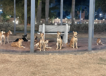 ಬೆಂಗಳೂರು | ಅಪಾರ್ಟ್ಮೆಂಟ್ ಆವರಣದಲ್ಲಿ ಬೀದಿನಾಯಿಗಳ ಹಾವಳಿ ; ನಿವಾಸಿಗಳಲ್ಲಿ ಆತಂಕ