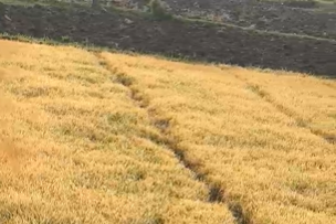 ಭತ್ತದ ಪೈರಿಗೆ  ಕಳೆನಾಶಕ ಸಿಂಪಡಿಸಿದ ಕಿಡಿಗೇಡಿಗಳು