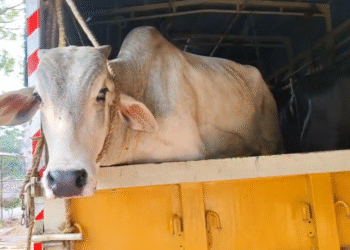 ಅಕ್ರಮ ಹಸುಗಳ ಸಾಗಾಟ : 15 ಹಸುಗಳನ್ನು ರಕ್ಷಿಸಿದ ಪೊಲೀಸರು