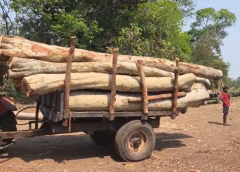 ಕಪಿಲಾ ನದಿ ಪಾತ್ರದಲ್ಲಿ ಮರಗಳ ಹನನ | ಕಿಡಿಗೇಡಿಗಳ ವಿರುದ್ಧ ಕಠಿಣ ಕ್ರಮಕ್ಕೆ ಸಾರ್ವಜನಿಕರ ಒತ್ತಾಯ