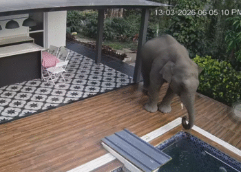 ಸ್ವಿಮಿಂಗ್ ಫೂಲ್‌ನಲ್ಲಿ ನೀರು ಕುಡಿದು ನಟನ ಮನೆಯ ಸುತ್ತ ಬಂದಾಸ್‌ ರೌಂಡ್ಸ್ ಹಾಕಿದ ಒಂಟಿ ಸಲಗ