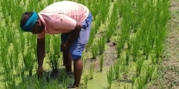 ಸಿಎಂ ಕ್ಷೇತ್ರದಲ್ಲಿ ನಿಮಾನ್ಸ್ ನಿರ್ಮಾಣಕ್ಕೆ ರೈತರ ವಿರೋಧ