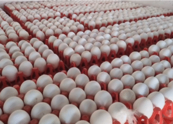 ಇರಾನ್–ಇಸ್ರೇಲ್ ಯುದ್ಧ ಎಫೆಕ್ಟ್ : ಮೊಟ್ಟೆ ದರ ಭಾರೀ ಕುಸಿತ