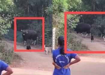 ಚಿಕ್ಕಮಗಳೂರು | ಕಾಫಿ ತೋಟದಲ್ಲಿ ಕಾಡು ಕೋಣಗಳ ಹಿಂಡು : ಕಂಗಾಲಾದ ಸ್ಥಳೀಯರು