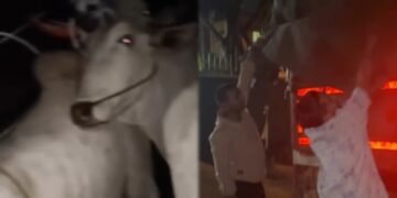 ಚಿತ್ರದುರ್ಗ | ಕಸಾಯಿ ಖಾನೆಗೆ ಸಾಗಿಸಲಾಗುತ್ತಿದ್ದ ಎತ್ತು-ಹಸುಗಳನ್ನು ರಕ್ಷಿಸಿದ ಬಜರಂಗದಳ ಕಾರ್ಯಕರ್ತರು