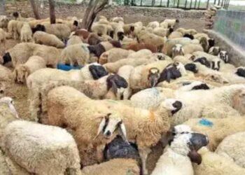 ವಿಷಯುಕ್ತ ಮೇವು ತಿಂದು 70ಕ್ಕೂ ಹೆಚ್ಚು ಕುರಿಗಳು ಸಾವು!