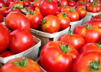 ಏಕಾಏಕಿ ಕುಸಿದ ಟೊಮೇಟೊ ಬೆಲೆ..!