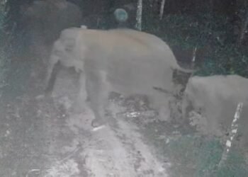 ಕಾಫಿನಾಡಲ್ಲಿ ಹೆಚ್ಚಾದ ಬೀಟಮ್ಮ ಗ್ಯಾಂಗ್‌ ಹಾವಳಿ | ಬೇಲಿ ದ್ವಂಸ ಮಾಡಿ ತೋಟದಿಂದ ತೋಟಕ್ಕೆ ರೌಂಡ್ಸ್‌!