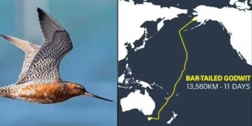 13,000 ಕಿಲೋಮೀಟರ್, 11 ದಿನ ನಿರಂತರ ಹಾರಾಟ.. ವಿಶ್ವ ದಾಖಲೆ ಬರೆದ ಅಚ್ಚರಿಯ ಹಕ್ಕಿ!