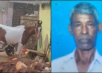 ರಸ್ತೆಬದಿ ನಡೆದುಕೊಂಡು ಹೋಗುತ್ತಿದ್ದಾಗ  ಜಾಡಿಸಿ ಒದ್ದ ಕುದುರೆ.. ವ್ಯಕ್ತಿ ಬಲಿ!