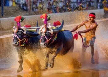 ರಾಜ್ಯದ ಎಲ್ಲಾ ಕಡೆಯಲ್ಲೂ ಕಂಬಳ ನೆಡೆಸಲು ಅನುಮತಿ – ಪೆಟಾ ಅರ್ಜಿ ವಜಾಗೊಳಿಸಿದ ಸುಪ್ರೀಂ ಕೋರ್ಟ್!