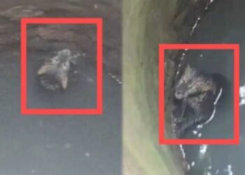 ಕಾಡಿನಿಂದ ನಾಡಿಗೆ ಬಂದ ಚಿರತೆ ಸೀದಾ ಬಾವಿಗೆ