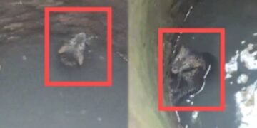 ಕಾಡಿನಿಂದ ನಾಡಿಗೆ ಬಂದ ಚಿರತೆ ಸೀದಾ ಬಾವಿಗೆ