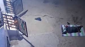 ಮನೆಯ ಅಂಗಳದಲ್ಲಿ ಮಲಗಿದ್ದ ವೃದ್ಧೆಗೆ ಕಡಿದೇ ಬಿಡ್ತು ಹಾವು! 