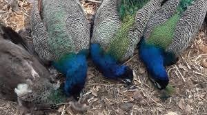 ನೆಲಮಂಗಲದಲ್ಲಿ 6 ನವಿಲು ಸಾವು : ವಿಷ ಪ್ರಾಶನ ನೀಡಿರುವ ಶಂಕೆ