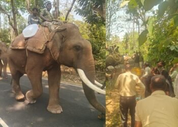 ವಿರಾಜಪೇಟೆಯಲ್ಲಿ ನರಹಂತಕ ಕಾಡಾನೆ ಸೆರೆ : ಗ್ರಾಮಸ್ಥರಿಗೆ ನಿಟ್ಟುಸಿರು