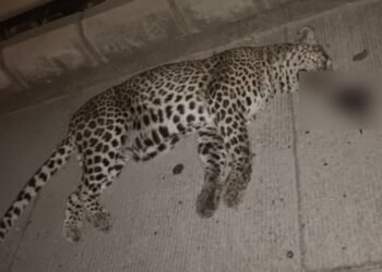 ಅಪಘಾತದಲ್ಲಿ ಪ್ರಾಣ ಬಿಟ್ಟ ಚಿರತೆ!