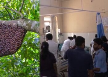 ದಾವಣಗೆರೆಯಲ್ಲಿ ರಂಜಾನ್ ನಮಾಜ್ ವೇಳೆ ಹೆಜ್ಜೇನು ದಾಳಿ.. ಹಲವರಿಗೆ ಗಾಯ!