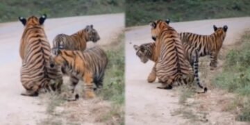 ಕಬಿನಿ ಕಾಡಲ್ಲಿ ಹುಲಿ ಮರಿಗಳ ಕಲರವ : ತಾಯಿಯೊಂದಿಗೆ ಮಕ್ಕಳ ತುಂಟಾಟ