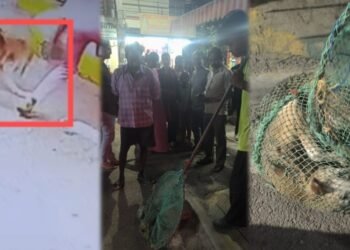 ಸಿಲಿಕಾನ್ ಸಿಟಿಯಲ್ಲಿ ಸಿಕ್ಕ ಸಿಕ್ಕವರ ಮೇಲೆ ಎರಗಿದ ಹುಚ್ಚುನಾಯಿ