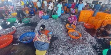 ಮಲ್ಪೆಯಲ್ಲಿ ಮೀನಿನ ಬೆಲೆ ಕುಸಿತ! ಮಾಂಜಿ, ಅಂಜಲ್ ಬೆಲೆ ಎಷ್ಟಿದೆ ಗೊತ್ತಾ?