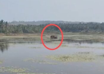 ಬ್ರಹ್ಮಣಿಪುರ ಕೆರೆಯಲ್ಲಿ ಕಾಡಾನೆಗಳ ಸಂಚಾರ : ಗ್ರಾಮಸ್ಥರಲ್ಲಿ ಆತಂಕ