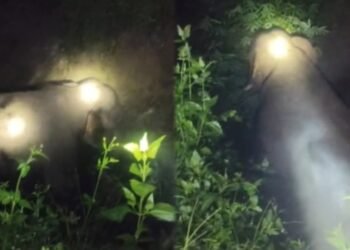 ಚಿಕ್ಕಮಗಳೂರು : ಕೃಷಿ ಭೂಮಿಯಲ್ಲೇ ಬೀಡು ಬಿಟ್ಟ ಕಾಡಾನೆಗಳು.. ರೈತರಲ್ಲಿ ಆತಂಕ