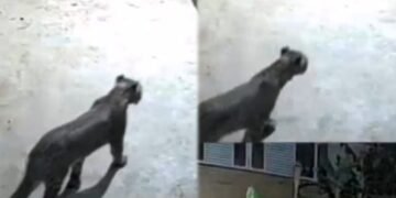 ಚಾ.ನಗರ : ತೋಟದ ಮನೆಯ ಕಾಂಪೌಂಡ್ ಒಳಗೆ ಚಿರತೆ ಎಂಟ್ರಿ