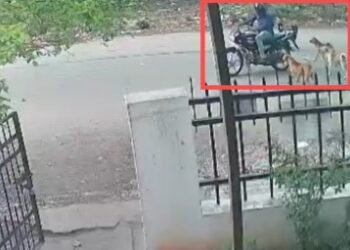 ರಾಜಧಾನಿಯಲ್ಲಿ ನಿಲ್ಲದ ಬೀದಿ ನಾಯಿಗಳ ಉಪಟಳ : ಹೈರಾಣಾದ ಸಾರ್ವಜನಿಕರು