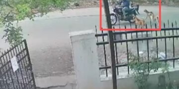 ರಾಜಧಾನಿಯಲ್ಲಿ ನಿಲ್ಲದ ಬೀದಿ ನಾಯಿಗಳ ಉಪಟಳ : ಹೈರಾಣಾದ ಸಾರ್ವಜನಿಕರು