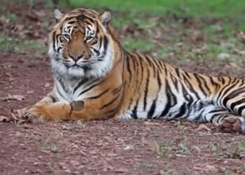 ‘ಆಪರೇಷನ್ ಬೀಸ್ಟ್‌’ನಲ್ಲಿ ಮಹಾ ಎಡವಟ್ಟು : ಪ್ರಜ್ಞೆ ತಪ್ಪಿತೆಂದು ಹಿಡಿಯಲು ಹೋದಾಗ ದಿಢೀರ್ ದಾಳಿ ಮಾಡಿದ ಹುಲಿ!