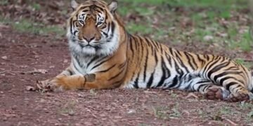 ‘ಆಪರೇಷನ್ ಬೀಸ್ಟ್‌’ನಲ್ಲಿ ಮಹಾ ಎಡವಟ್ಟು : ಪ್ರಜ್ಞೆ ತಪ್ಪಿತೆಂದು ಹಿಡಿಯಲು ಹೋದಾಗ ದಿಢೀರ್ ದಾಳಿ ಮಾಡಿದ ಹುಲಿ!