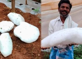 ಭಾರೀ ಗಾಳಿ ಮಳೆಗೆ ಆಕಾಶದಿಂದ ಧರೆಗುರುಳಿದ ಬೃಹತ್‌ ಗಾತ್ರದ ಆಲಿಕಲ್ಲು.. ರೈತರು ಶಾಕ್‌!