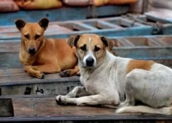 ಸಾಕು ಕೋಳಿಗಳನ್ನು ತಿಂದ ಆರೋಪ : 2 ನಾಯಿಗಳಿಗೆ ಗುಂಡು ಹಾರಿಸಿದ ಪಾಪಿ