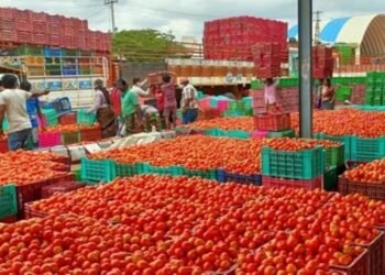 ಟೊಮೆಟೊ ಬೆಲೆ ದಿಢೀರ್‌ ಕುಸಿತ.. ರೈತರು ಕಂಗಾಲು