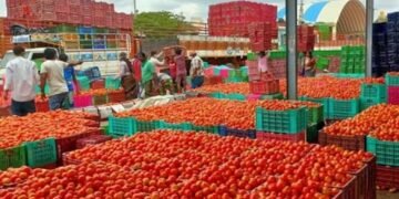 ಟೊಮೆಟೊ ಬೆಲೆ ದಿಢೀರ್‌ ಕುಸಿತ.. ರೈತರು ಕಂಗಾಲು