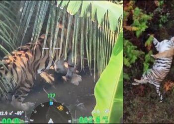 ಚಾಮರಾಜನಗರದಲ್ಲಿ ಮತ್ತೆ ಹುಲಿ ಪ್ರತ್ಯಕ್ಷ!