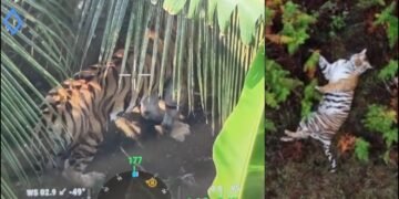 ಚಾಮರಾಜನಗರದಲ್ಲಿ ಮತ್ತೆ ಹುಲಿ ಪ್ರತ್ಯಕ್ಷ!