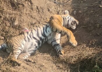 ಜಮೀನಿಗೆ ಹಾಕಿದ್ದ ಹುರುಳಿಗೆ ಸಿಲುಕಿ ಹುಲಿ ಸಾವು