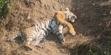 ಜಮೀನಿಗೆ ಹಾಕಿದ್ದ ಉರುಳಿಗೆ ಸಿಲುಕಿ ಹುಲಿ ಸಾವು